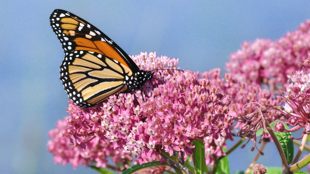 saving-monarch-butterflies