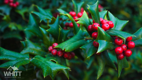 Christmas-plants