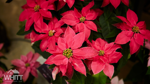 Florida-christmas-plants